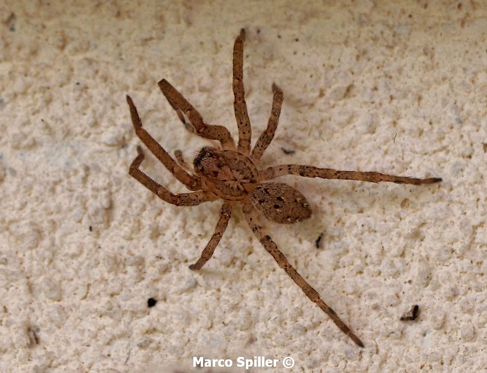 Zoropsis spinimana - Milano